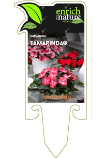 Impatiens Tamarinda Label Image.jpg